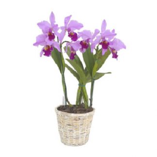 Cattleya