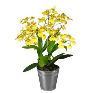 Oncidium