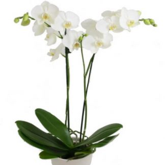 Phalaenopsis