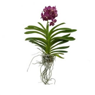 Vanda